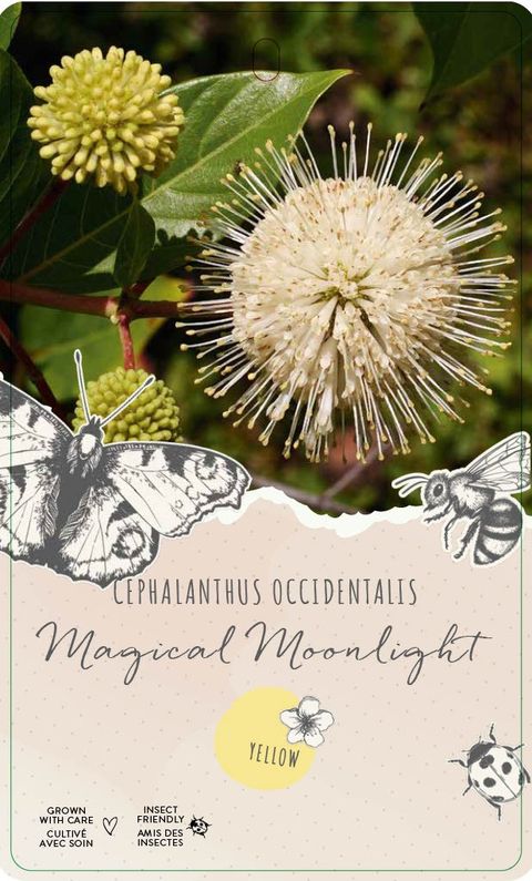 Cephalanthus 'Magical Moonlight'