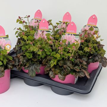 x Heucherella PINK REVOLUTION
