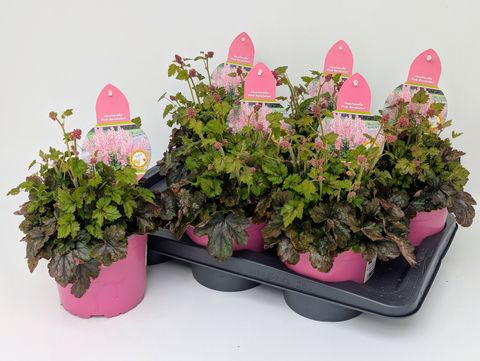 x Heucherella PINK REVOLUTION