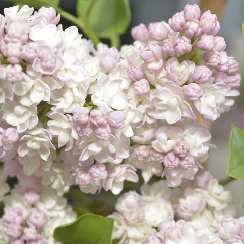 Syringa vulgaris BEAUTY OF MOSCOW