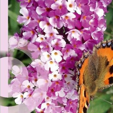 Buddleja davidii BERRIES & CREAM