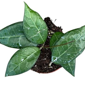 Hoya verticillata 'Lampung'