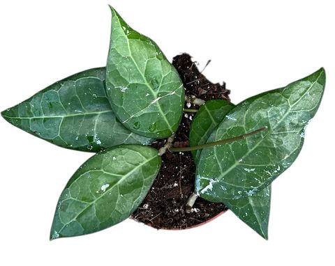Hoya verticillata 'Lampung'