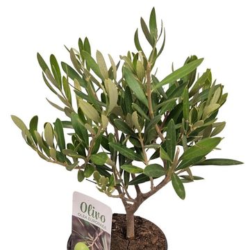 Olea europaea