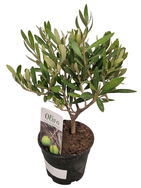 Olea europaea