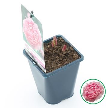 Paeonia LACTIFLORA MIX