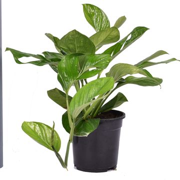 Монстера pinnatipartita