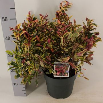 Leucothoe FIRESTAR