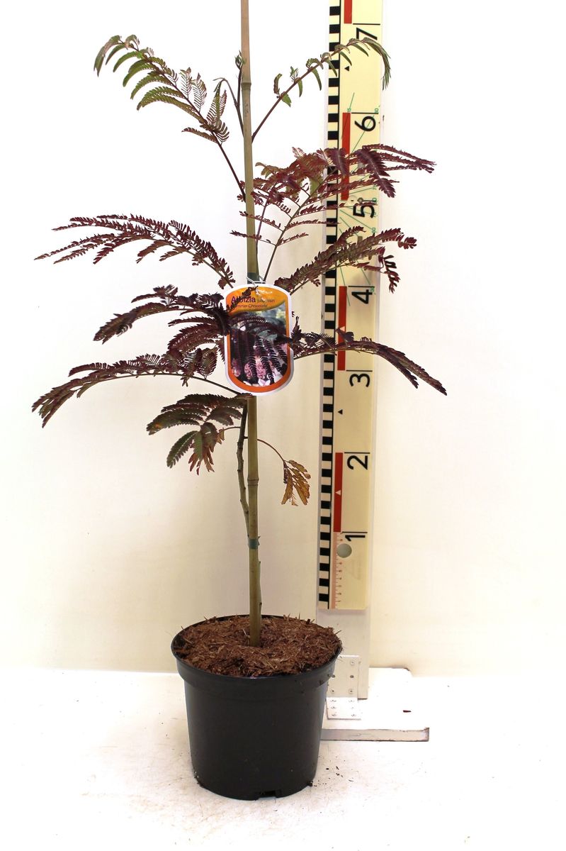 Albizia julibrissin 'Summer Chocolate'  Plant Wholesale FlorAccess