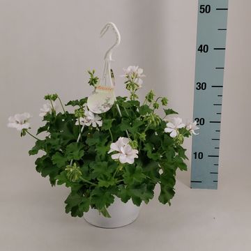 Pelargonium MARCADA WHITE