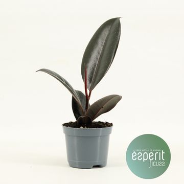 Ficus elastica 'Abidjan'