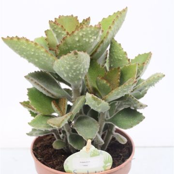 Kalanchoe beharensis 'Fang'