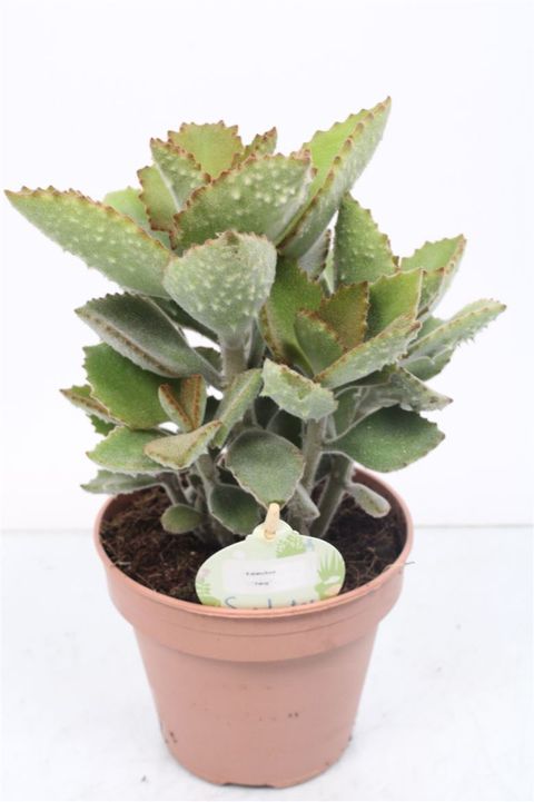 Kalanchoe beharensis 'Fang'