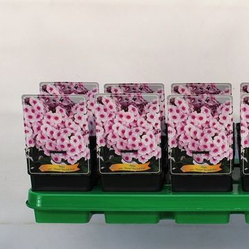 Phlox FLAME PRO SOFT PINK