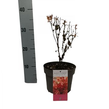 Berberis thunbergii 'Orange Ice'