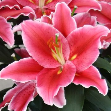 Lilium ORIENTAL HYBRID MIX