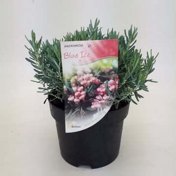 Andromeda polifolia 'Blue Ice'