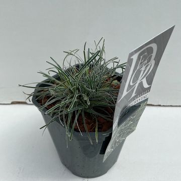 Ficinia truncata 'Ice Crystal'