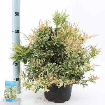 Pieris japonica 'Variegata'