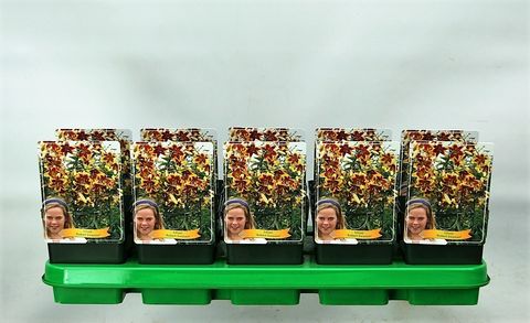 Lilium 'Robert Swanson'