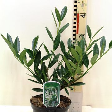 Prunus laurocerasus 'Otto Luyken'