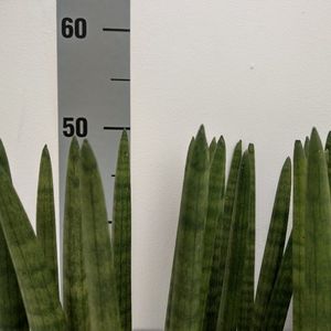 Sansevieria cylindrica 'Straight' (RuBa Baers)
