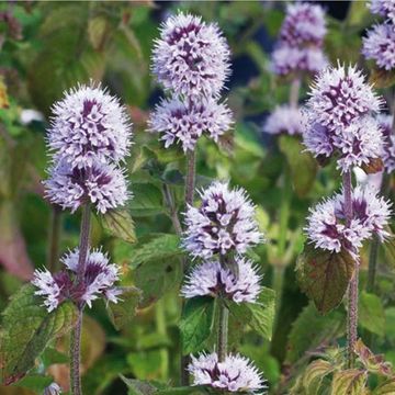 Mentha aquatica