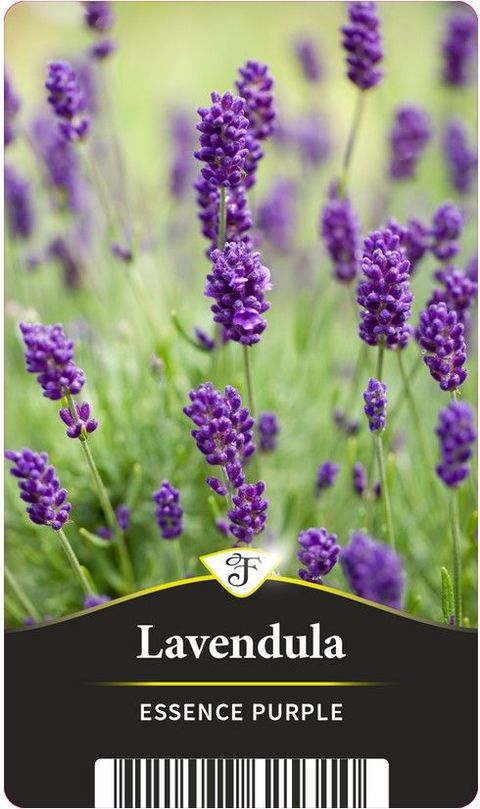 Lavandula angustifolia 'Essence Purple'