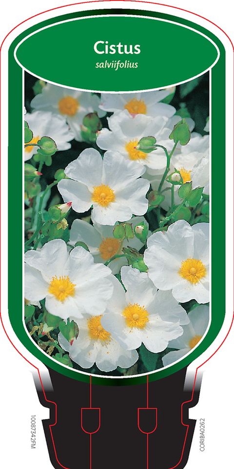 Cistus salviifolius