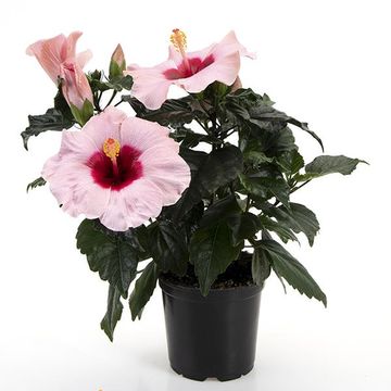 Hibiscus rosa-sinensis 'Adonicus Rosa'