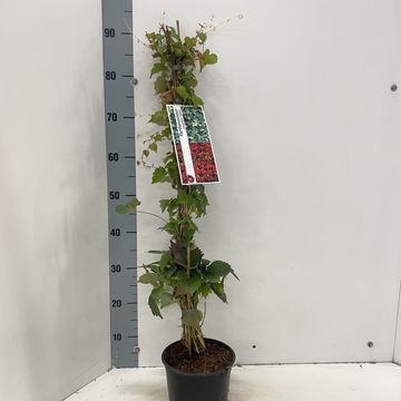 Parthenocissus veitchii