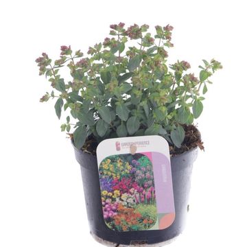 Origanum vulgare 'Compactum'