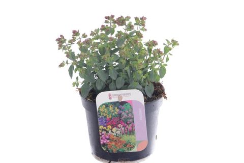 Origanum vulgare 'Compactum'