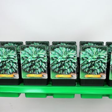 Hosta 'Risky Business'