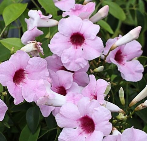 Pandorea jasminoides 'Rosea'