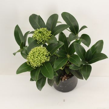 Skimmia japonica WHITE GLOBE