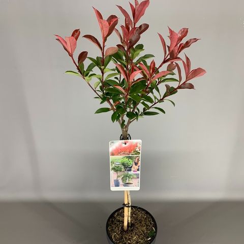 Photinia X Fraseri CARRÉ ROUGE — Plant Wholesale FlorAccess