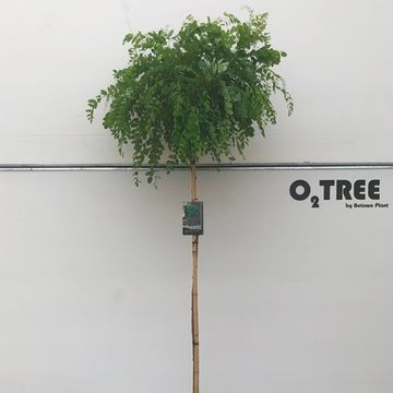 Robinia pseudoacacia 'Umbraculifera'