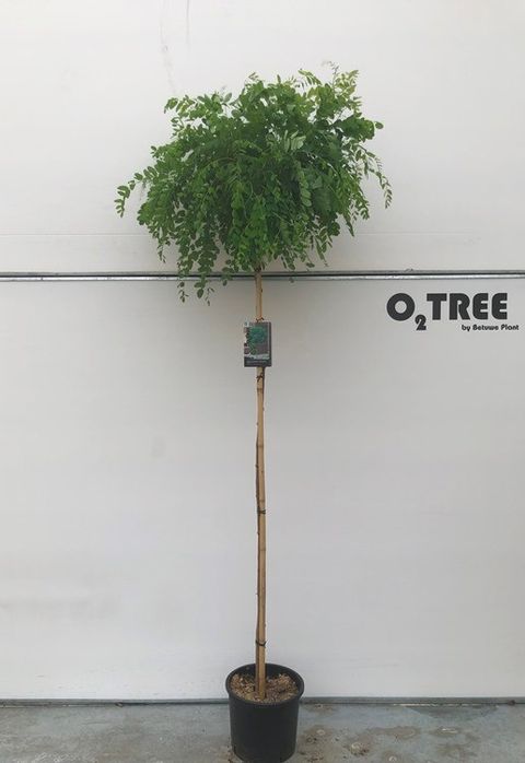 Robinia pseudoacacia 'Umbraculifera'