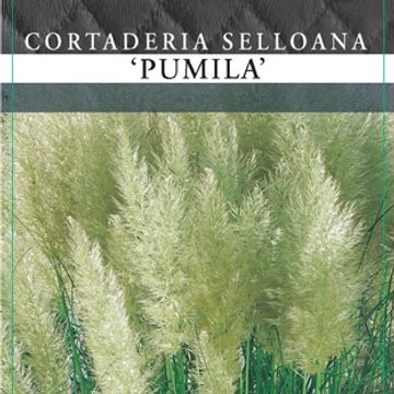 Cortaderia selloana 'Pumila'