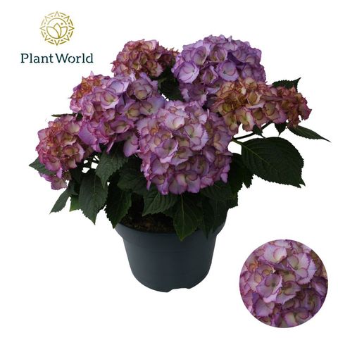 Hydrangea macrophylla AVE BLUE