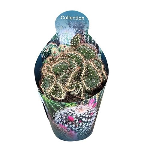 Cylindropuntia fulgida cristata