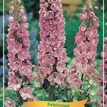 Delphinium 'Magic Fountains Pink Shades'