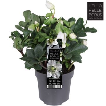 Helleborus niger 'Christmas Carol'