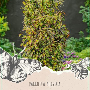 Parrotia persica 'Vanessa'