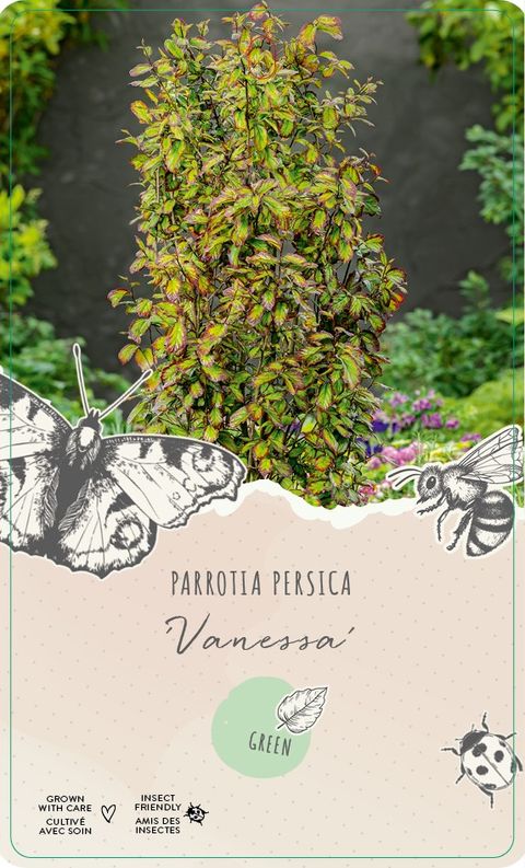 Parrotia persica 'Vanessa'