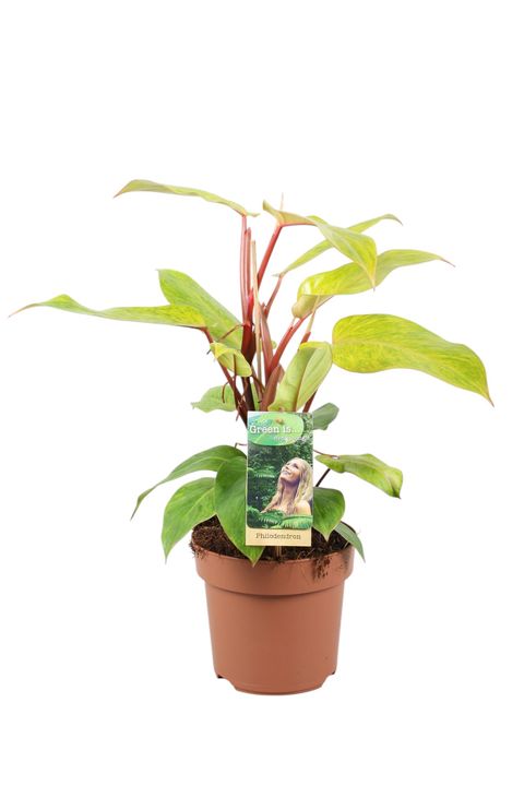 Philodendron 'Painted Lady'
