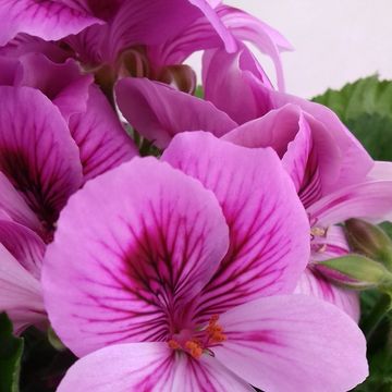 Pelargonium REGALIA LAVENDEL