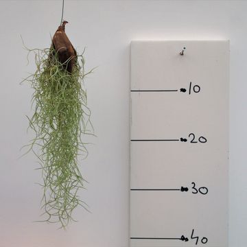 Tillandsia usneoides