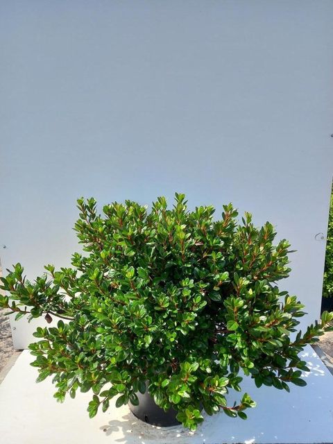 wilder weihnachtsstern Euphorbia pulcherrima christmas feelings (rot) (Weihnachtsstern) kaufen? |  Stella